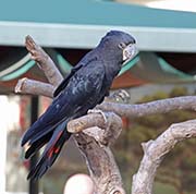 Red-tailed Black-cockatoo