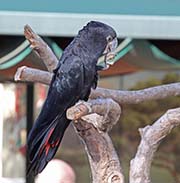 Picture/image of Red-tailed Black-cockatoo