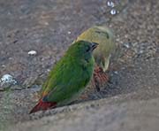 Picture/image of Blue-faced Parrotfinch