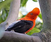 Picture/image of Andean Cock-of-the-rock