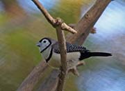 Picture/image of Double-barred Finch