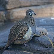 Picture/image of Squatter Pigeon
