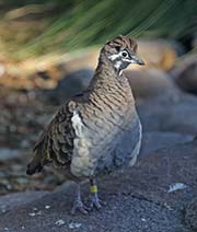 Picture/image of Squatter Pigeon