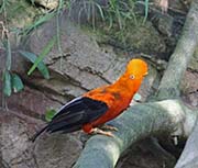 Picture/image of Andean Cock-of-the-rock
