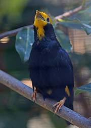 Picture/image of Golden-crested Myna