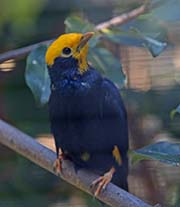 Picture/image of Golden-crested Myna