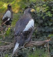 Picture/image of Steller's Sea Eagle