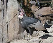 Picture/image of Andean Condor