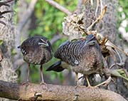 Picture/image of Sunbittern