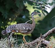 Picture/image of Sunbittern