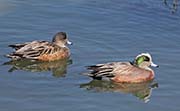 Picture/image of American Wigeon