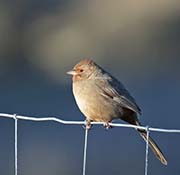 Picture/image of California Towhee