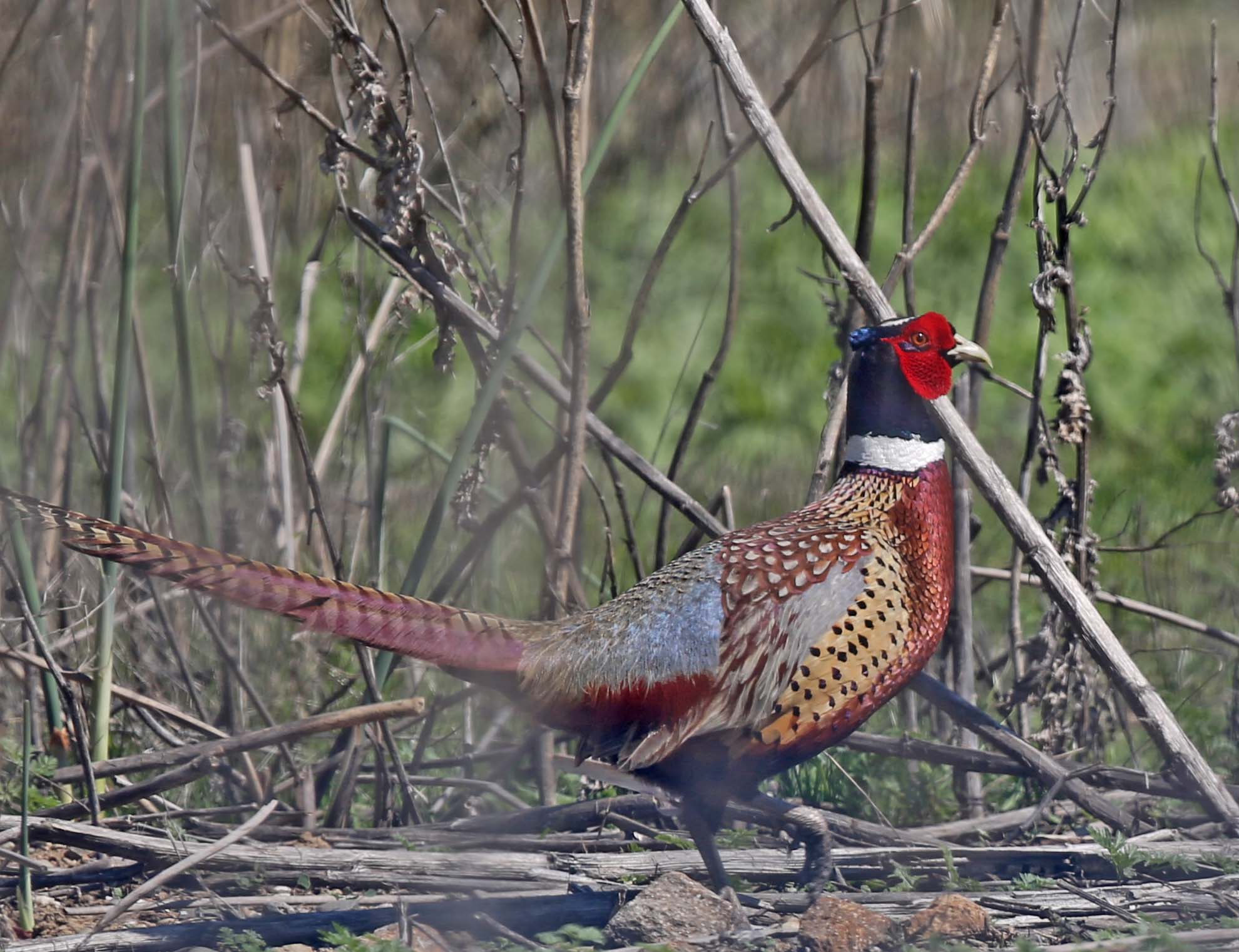 Pictures and information on Ringnecked Pheasant