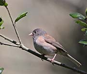 Picture/image of Dark-eyed Junco