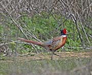 Picture/image of Ring-necked Pheasant