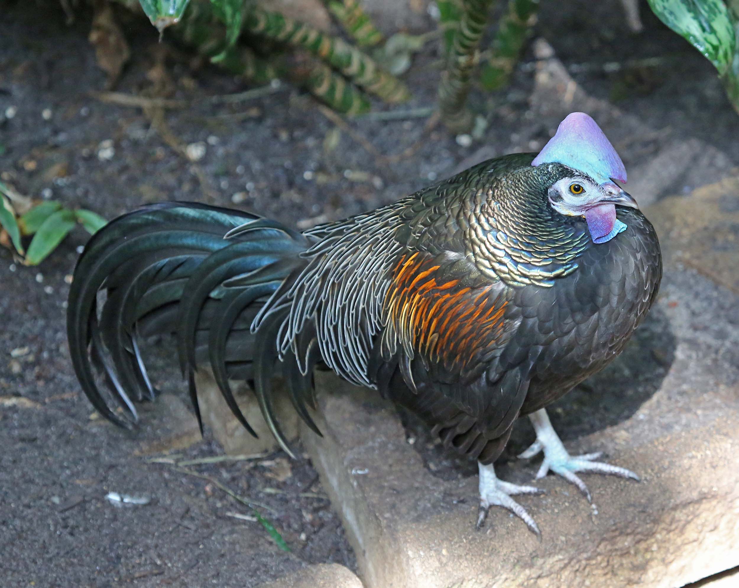 Pictures and information on Green Junglefowl