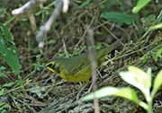 Picture/image of Kentucky Warbler