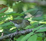 Picture/image of Tennessee Warbler