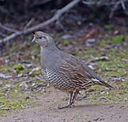 Picture/image of California Quail