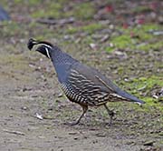 Picture/image of California Quail