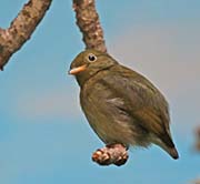 Picture/image of Golden-headed Manakin