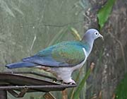 Picture/image of Spectacled Imperial Pigeon