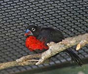 Picture/image of Western Bluebill