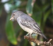 Picture/image of Pompadour Cotinga
