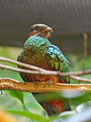 Picture/image of Golden-headed Quetzal
