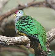 Picture/image of Beautiful Fruit-Dove