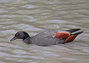 Picture/image of Paradise Shelduck