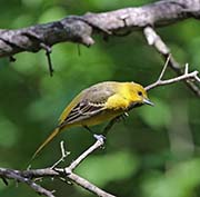 Picture/image of Orchard Oriole