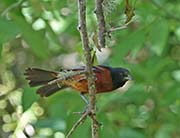 Picture/image of Orchard Oriole