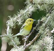 Picture/image of Pine Warbler