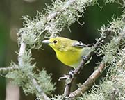 Picture/image of Pine Warbler