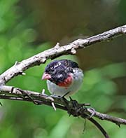 Picture/image of Rose-breasted Grosbeak