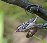 Picture/image of Black-and-white Warbler