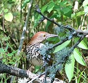 Picture/image of Brown Thrasher