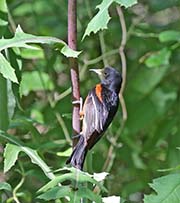 Picture/image of Orchard Oriole