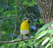 Picture/image of Yellow-breasted Chat
