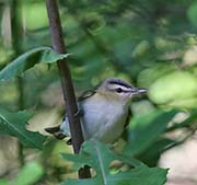 Picture/image of Red-eyed Vireo