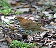 Picture/image of Wood Thrush