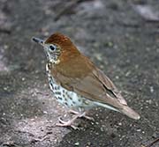 Picture/image of Wood Thrush