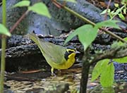 Picture/image of Kentucky Warbler