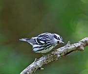 Picture/image of Black-and-white Warbler
