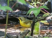 Picture/image of Kentucky Warbler