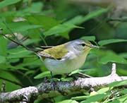 Picture/image of Tennessee Warbler