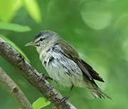 Picture/image of Red-eyed Vireo