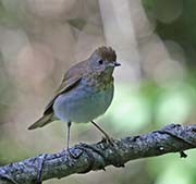 Picture/image of Veery