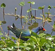 Picture/image of Purple Gallinule